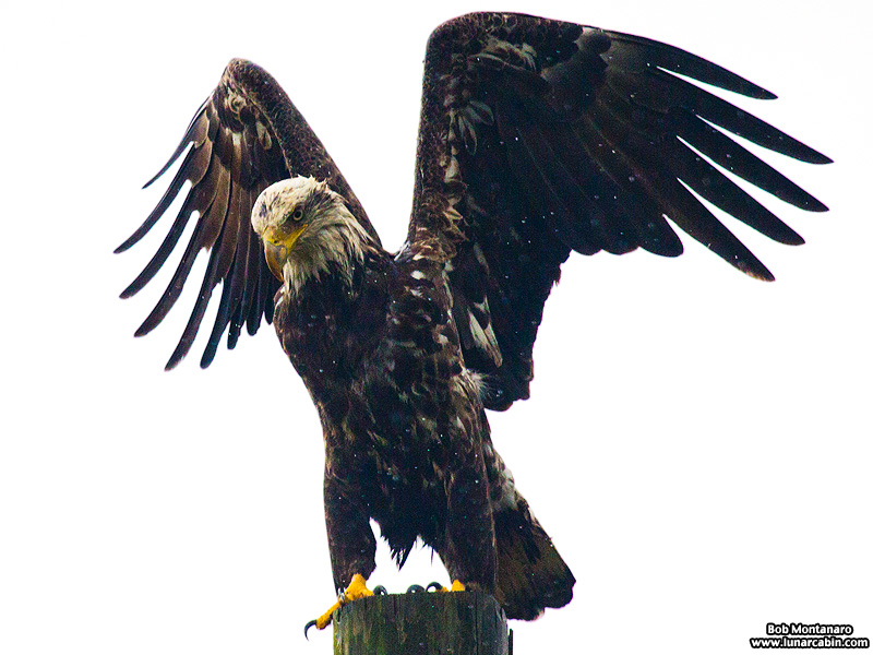 eagle_160127_1