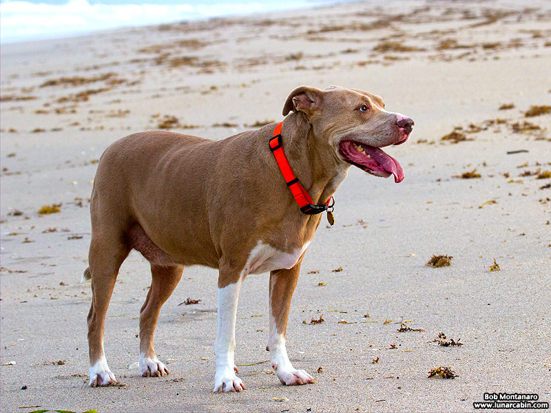 sam_on_stormy_beach_1601_2