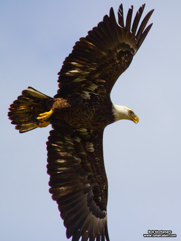eagle_160222_5