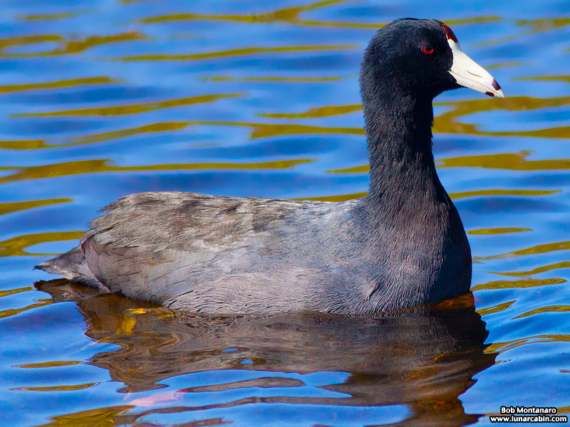 minwr_coots_160205_1