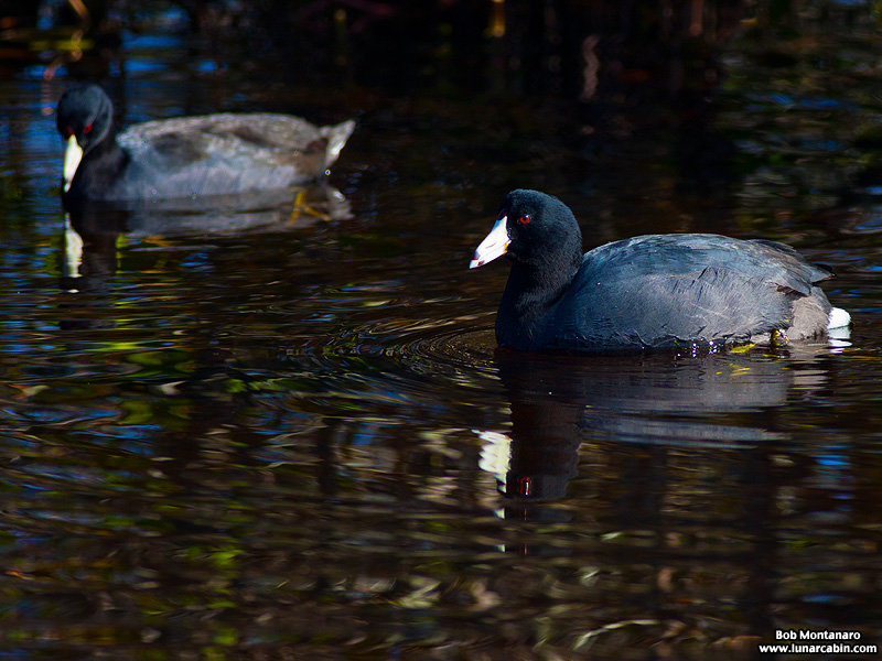 minwr_coots_160205_2