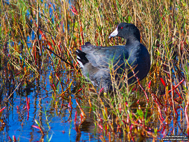 minwr_coots_160205_3