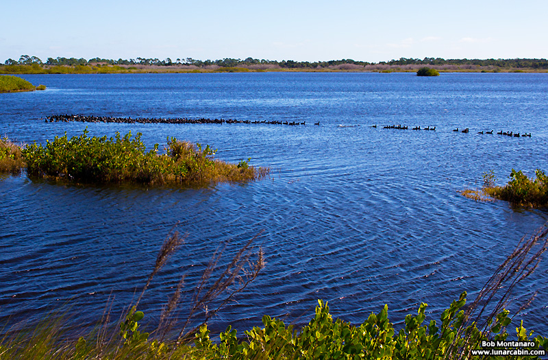 minwr_coots_160205_4