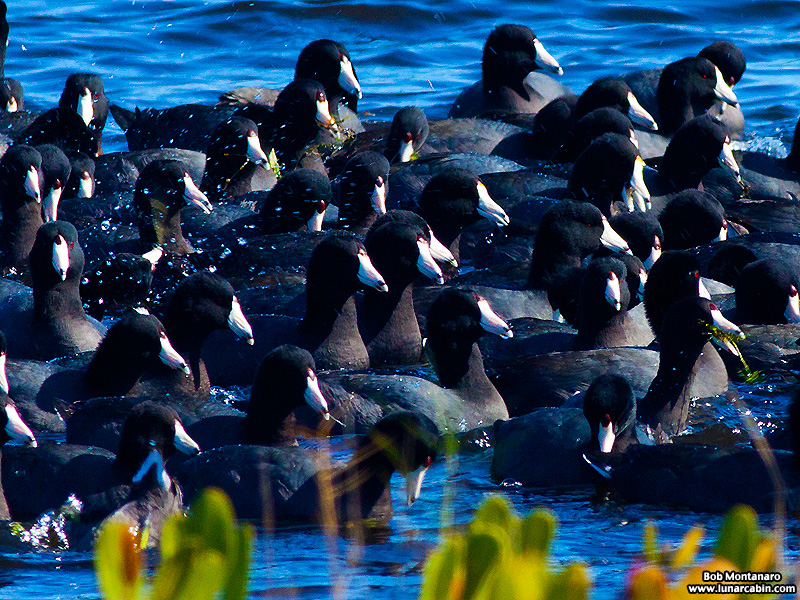 minwr_coots_160205_6