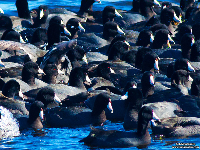 minwr_coots_160205_7