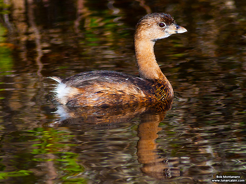 minwr_grebe_160205_1