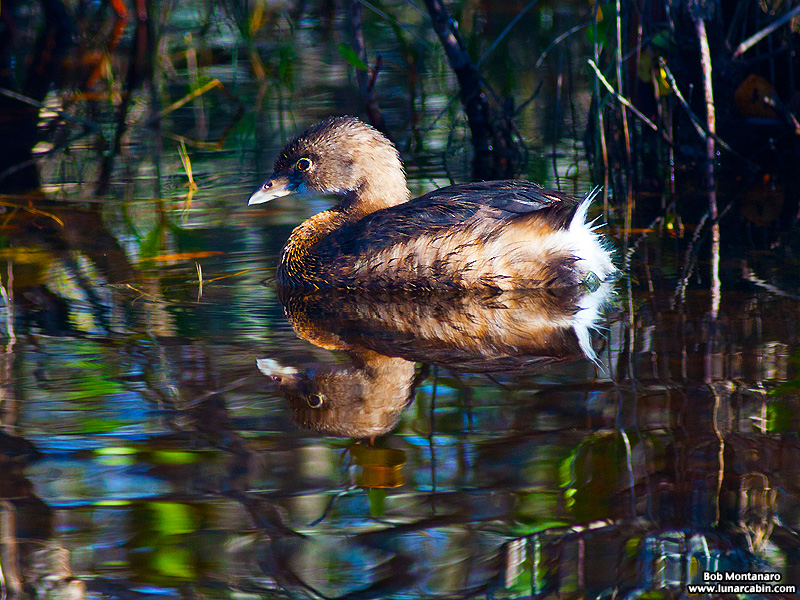 minwr_grebe_160205_2