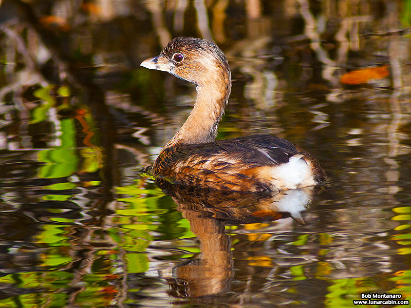 minwr_grebe_160205_4