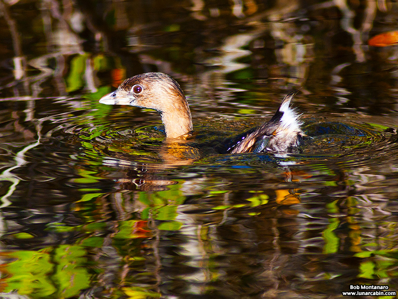 minwr_grebe_160205_5