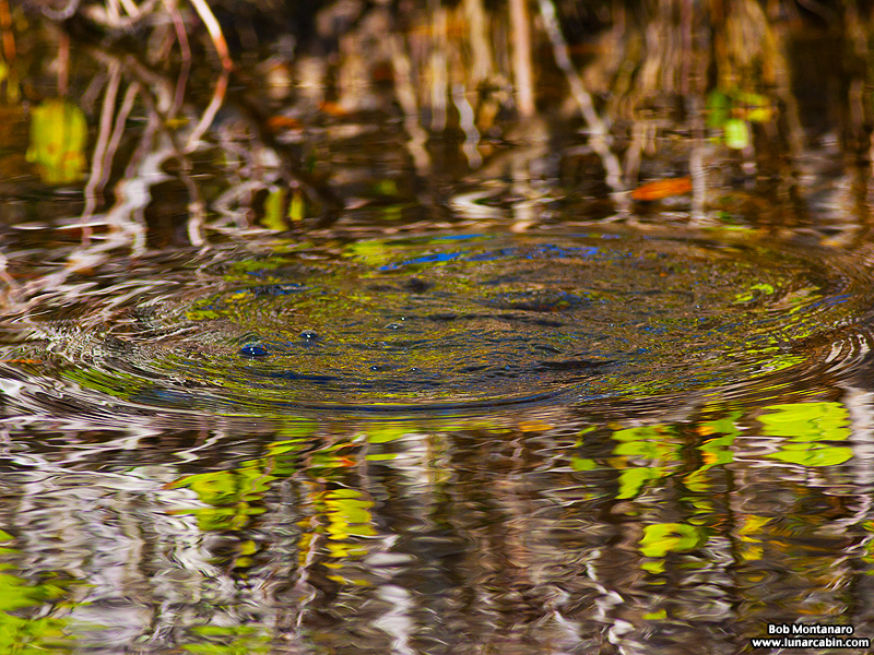 minwr_grebe_160205_6