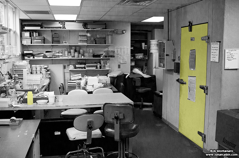 mosquito_lab_160213_4