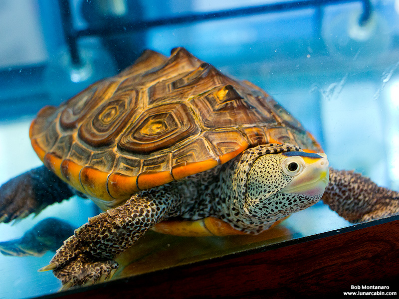 terrapin_160212_1