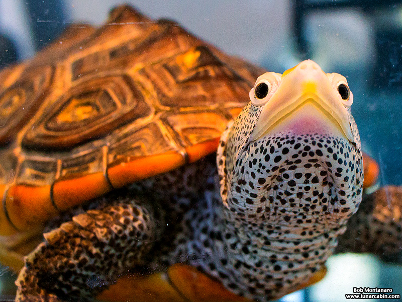 terrapin_160212_5