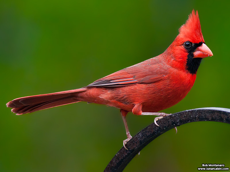 backyard_cardinal_160312_1