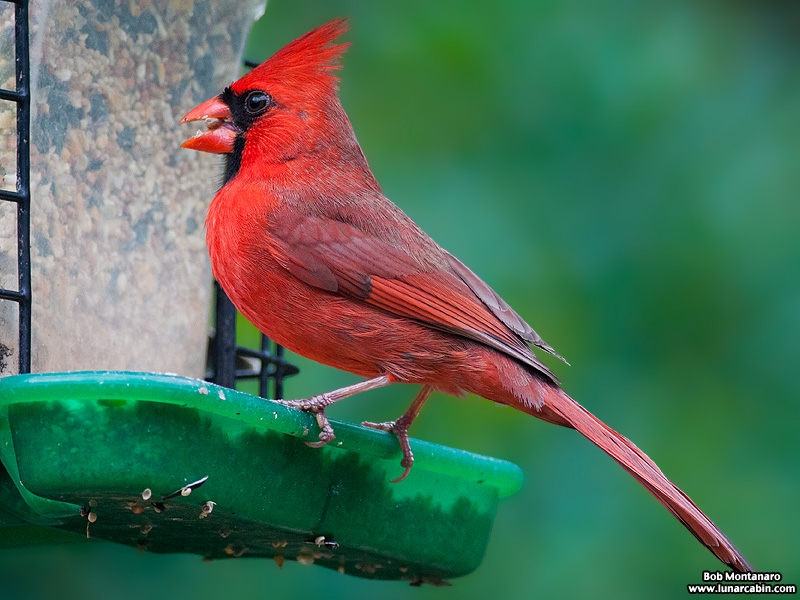 backyard_cardinal_160312_5
