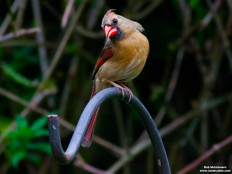 backyard_cardinal_160312_8