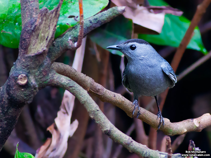 backyard_catbird_160312_1
