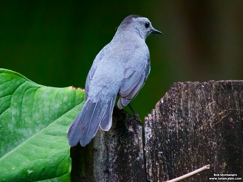 backyard_catbird_160312_10