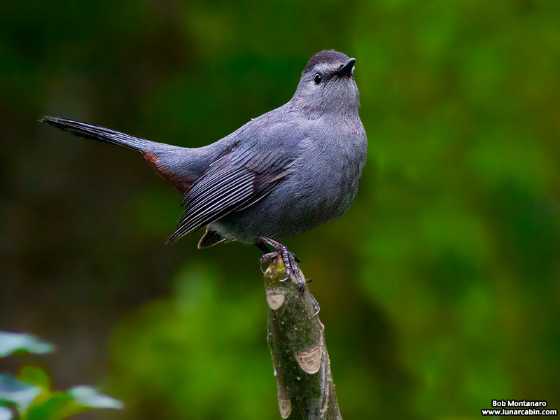 backyard_catbird_160312_2