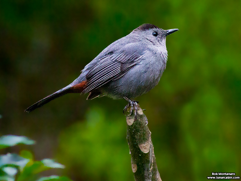 backyard_catbird_160312_3