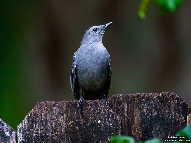backyard_catbird_160312_5