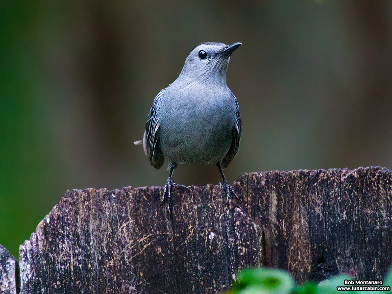 backyard_catbird_160312_6