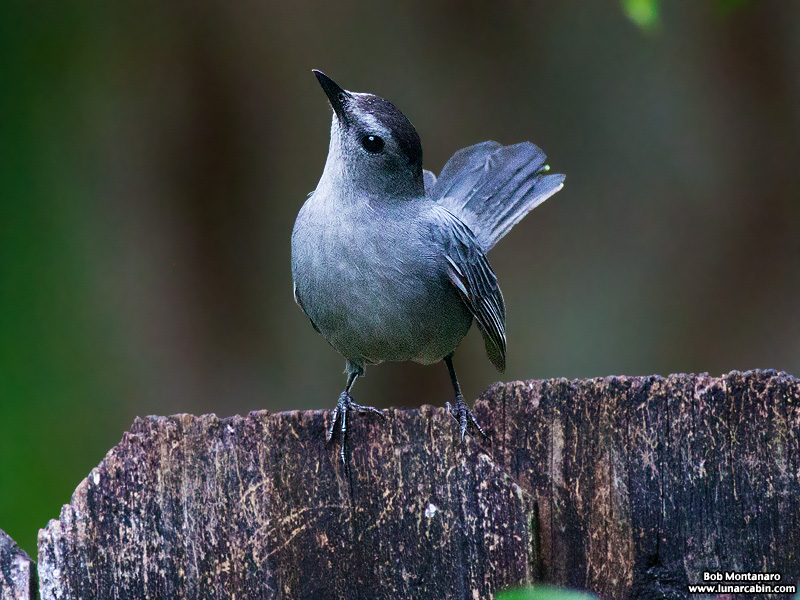 backyard_catbird_160312_7