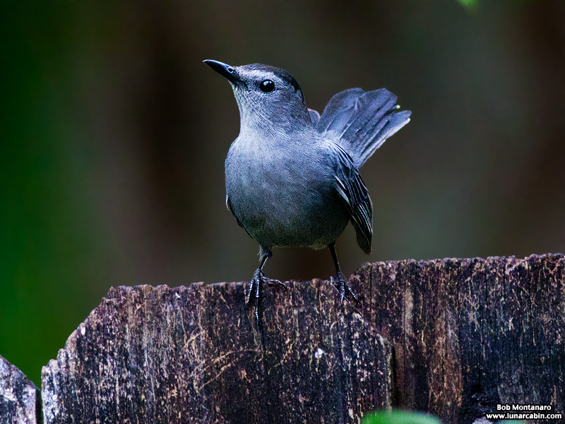 backyard_catbird_160312_8