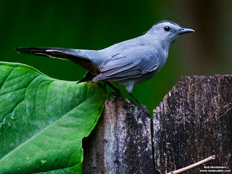 backyard_catbird_160312_9