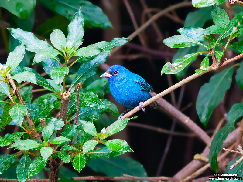 backyard_indigo_bunting_160312_2