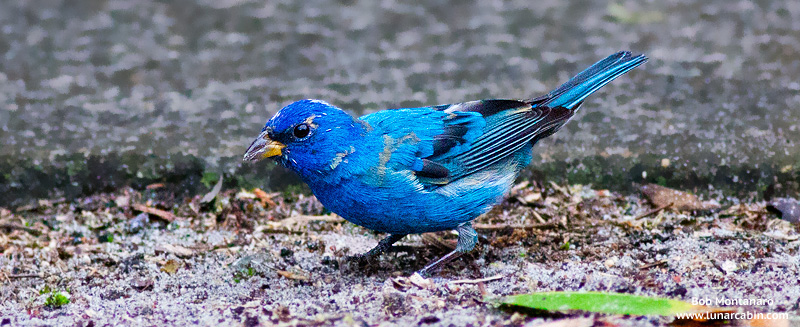 backyard_indigo_bunting_160312_3