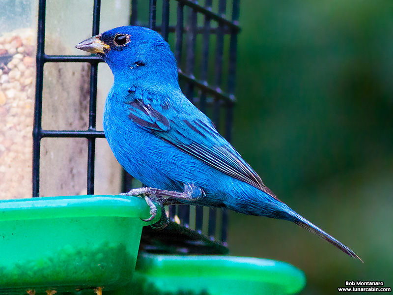 backyard_indigo_bunting_160312_6