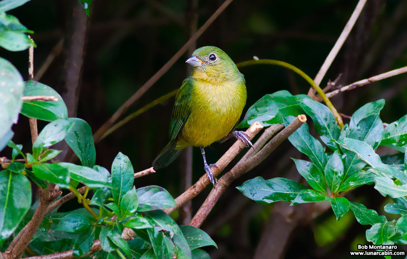 backyard_painted_bunting_160312_1