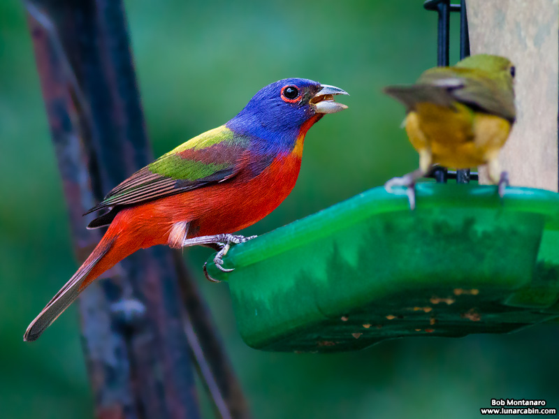 backyard_painted_bunting_160312_10