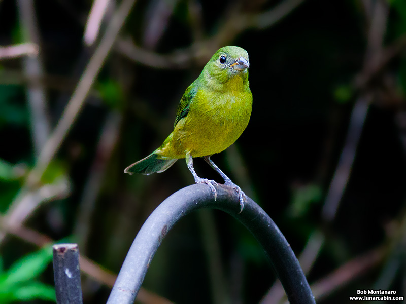backyard_painted_bunting_160312_2