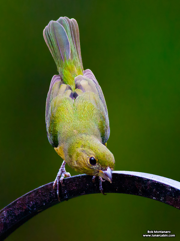 backyard_painted_bunting_160312_3