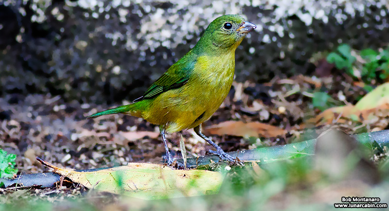 backyard_painted_bunting_160312_4