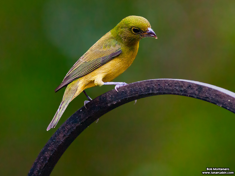 backyard_painted_bunting_160312_5