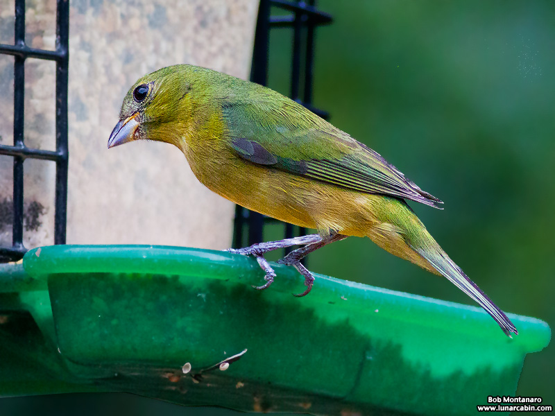 backyard_painted_bunting_160312_6