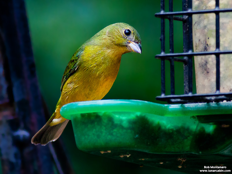 backyard_painted_bunting_160312_7
