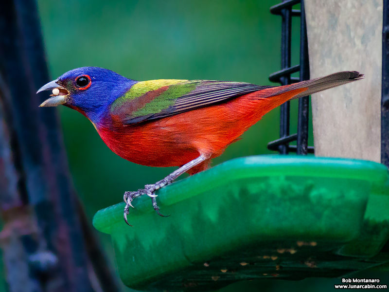 backyard_painted_bunting_160312_8