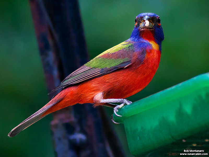 backyard_painted_bunting_160312_9