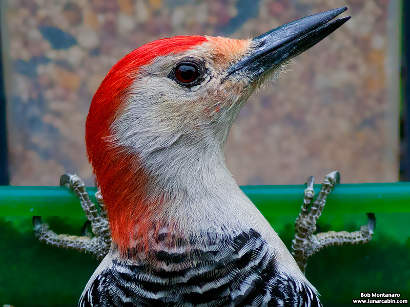 backyard_redbellied_woodpecker_160312_1
