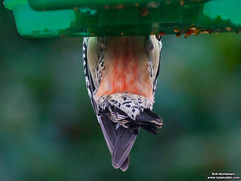 backyard_redbellied_woodpecker_160312_3