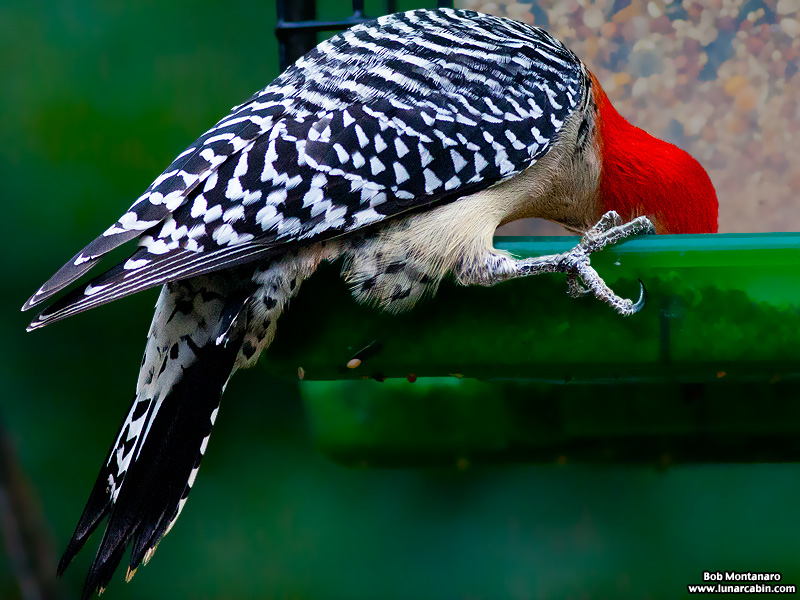 backyard_redbellied_woodpecker_160312_4