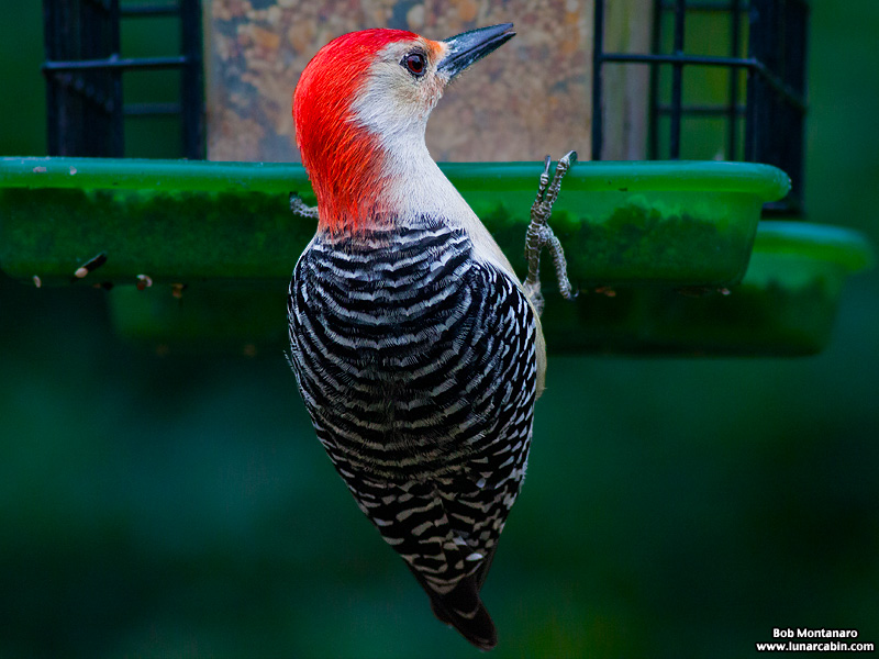 backyard_redbellied_woodpecker_160312_6