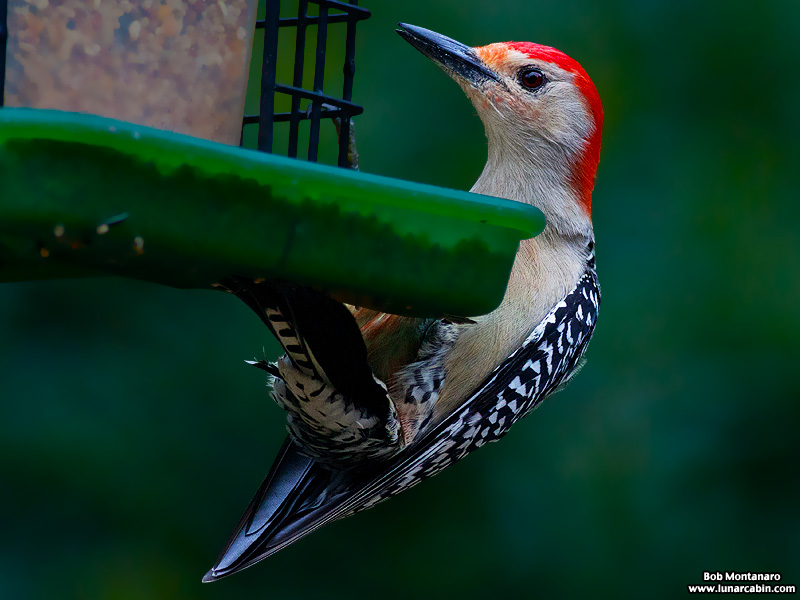 backyard_redbellied_woodpecker_160312_8