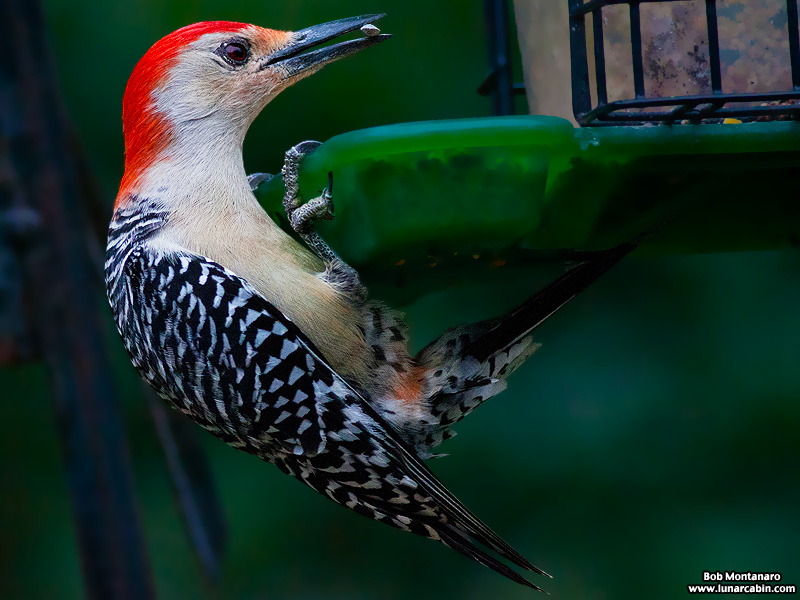 backyard_redbellied_woodpecker_160312_9
