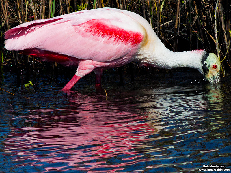 minwr_spoonbills_160205_10