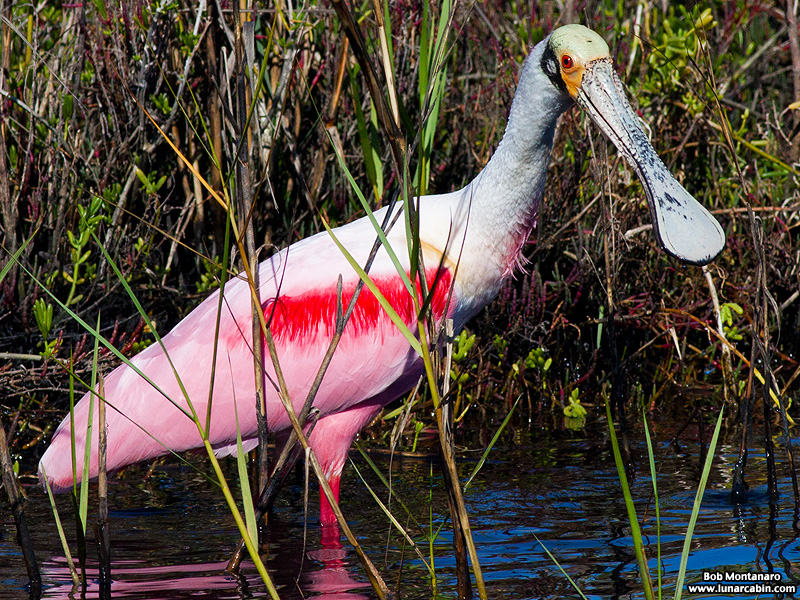 minwr_spoonbills_160205_3